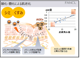 酸化・糖化による肌老化